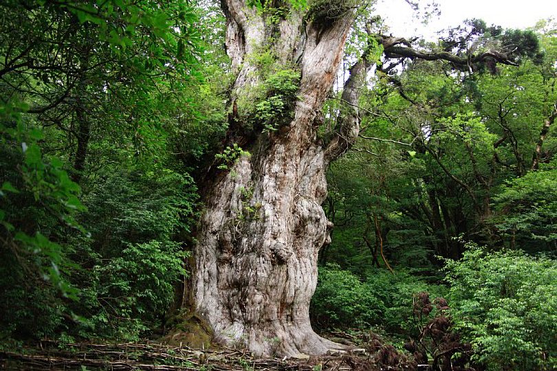 An old cedar tree in Yakushima Island